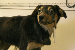 One of Pavlov's dogs